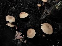 Clitocybe wellingtonensis image