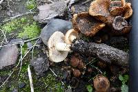 Pholiota highlandensis image