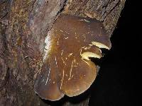 Pleurotus australis image