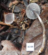 Mycena vinacea image