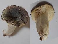 Russula atroviridis image