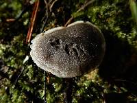 Aeruginospora furfuracea image