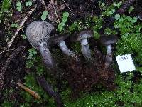 Clitocybe brunneoceracea image