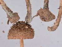 Inocybe calamistratoides image