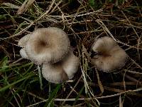 Clitocybe brunneoceracea image