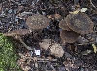 Entoloma translucidum image