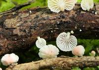 Mycena roseoflava image