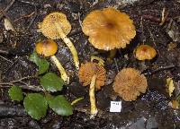 Cortinarius castaneodiscus image