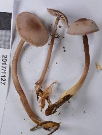 Mycena vinacea image