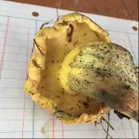 Buchwaldoboletus hemichrysus image