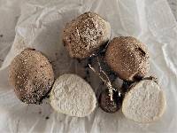 Lycoperdon reticulatum image