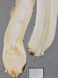 Agaricus californicus image