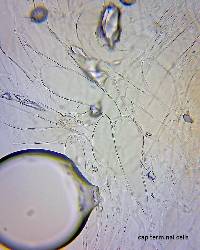 Pluteus decoloratus image
