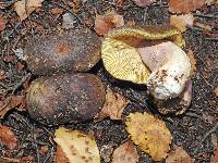 Russula tawai image