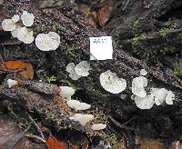 Crepidotus lateralipes image