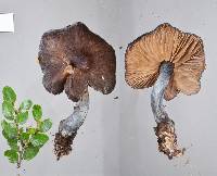 Entoloma haastii image