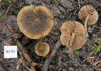 Simocybe phlebophora image