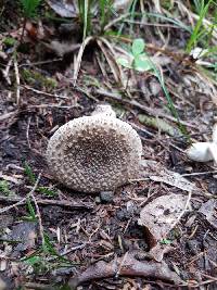 Amanita karea image