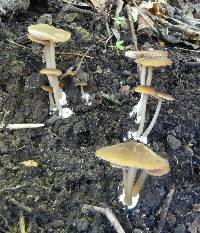 Entoloma pteridicola image