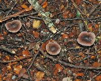 Mycena fuscovinacea image