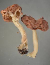 Gyromitra tasmanica image