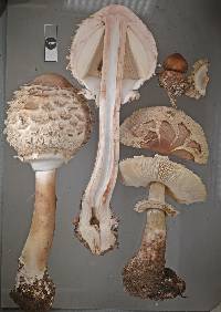 Chlorophyllum rachodes image