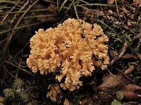 Ramaria avellaneovertex image