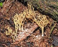 Ramaria ambigua image