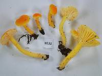 Hygrocybe cerinolutea image