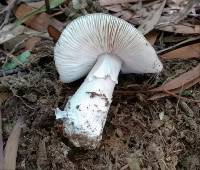 Amanita marmorata image