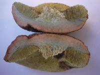 Hortiboletus bubalinus image