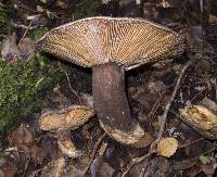 Lactarius novae-zelandiae image