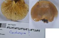 Pleurotus australis image