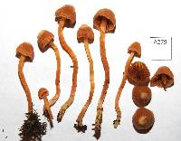 Cortinarius amblyonis image