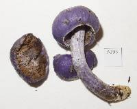 Cortinarius porphyroideus image