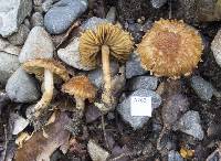 Inocybe scabriuscula image