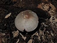 Volvariella hypopithys image