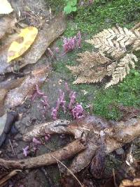 Clavaria roseoviolacea image