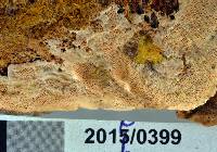 Australoporus tasmanicus image