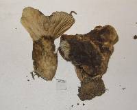 Lactarius sepiaceus image