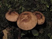 Agrocybe erebia image