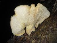 Pleurotus australis image