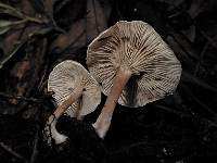 Clitocybe wellingtonensis image