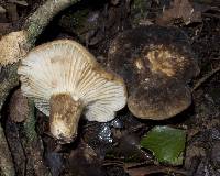 Lactarius sepiaceus image