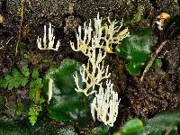 Ramariopsis cremicolor image