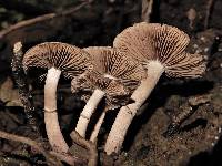 Agrocybe erebia image