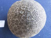 Lycoperdon glabrescens image