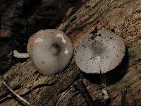 Volvariella hypopithys image