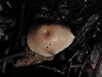 Clitocybe wellingtonensis image