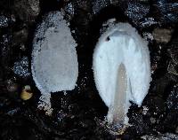 Coprinopsis laanii image